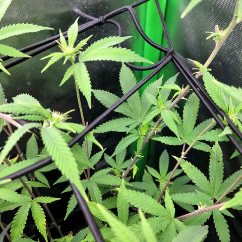 Platinum Cake growlog timeline photo