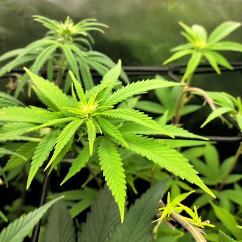 Platinum Cake growlog timeline photo