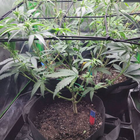 Northern Lights 1 and 2 growlog timeline photo