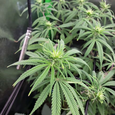 Northern Lights 1 and 2 growlog timeline photo