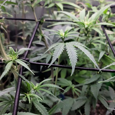 Northern Lights 1 and 2 growlog timeline photo