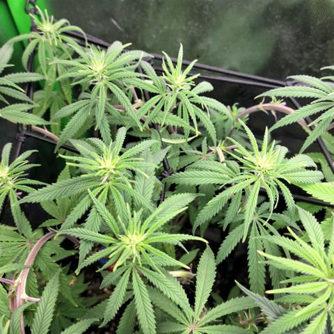 Northern Lights 1 and 2 growlog timeline photo