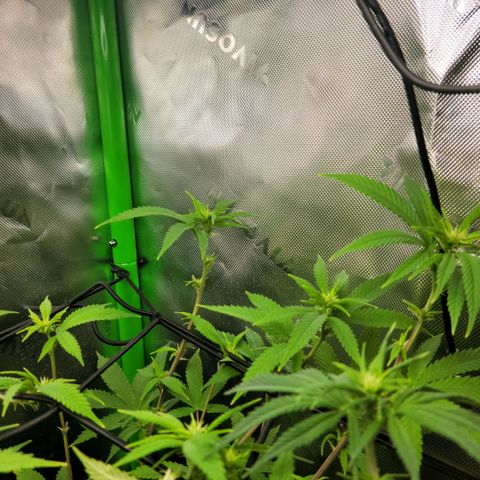 Northern Lights 1 and 2 growlog timeline photo