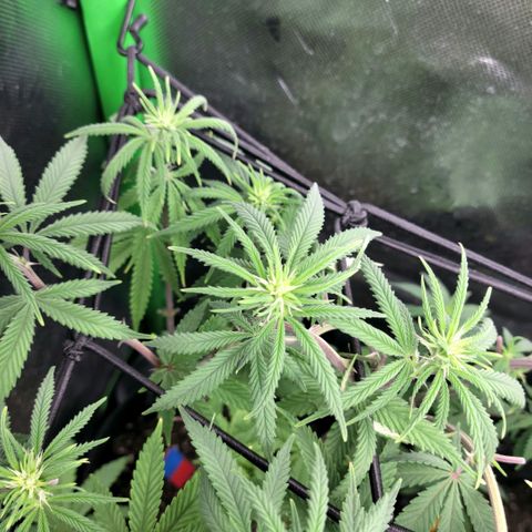 Northern Lights 1 and 2 growlog timeline photo