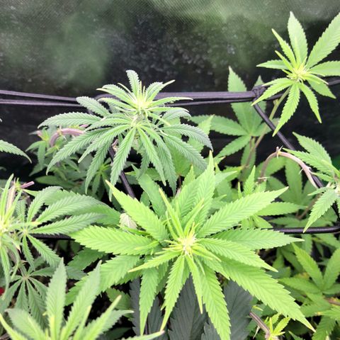 Northern Lights 1 and 2 growlog timeline photo