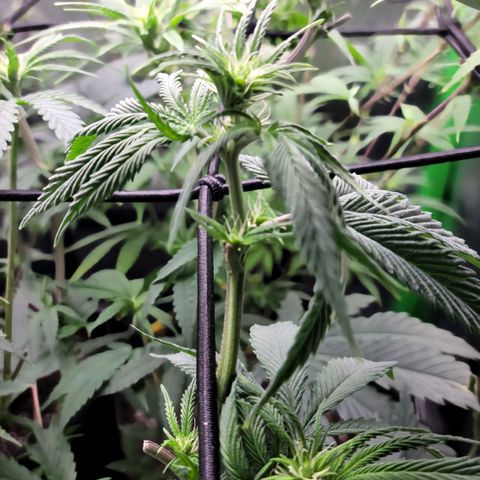 Northern Lights 1 and 2 growlog timeline photo