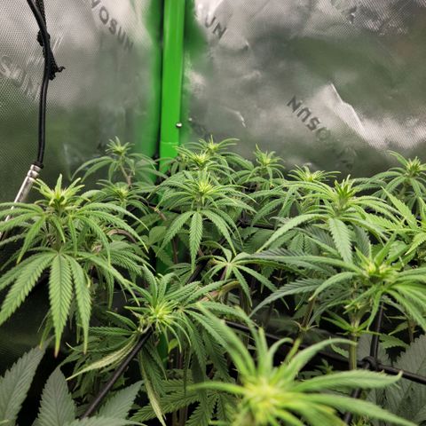 Northern Lights 1 and 2 growlog timeline photo