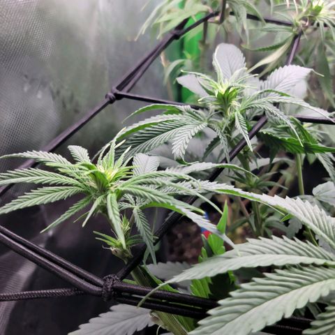 Northern Lights 1 and 2 growlog timeline photo