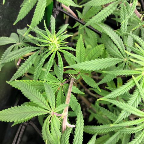 Northern Lights 1 and 2 growlog timeline photo