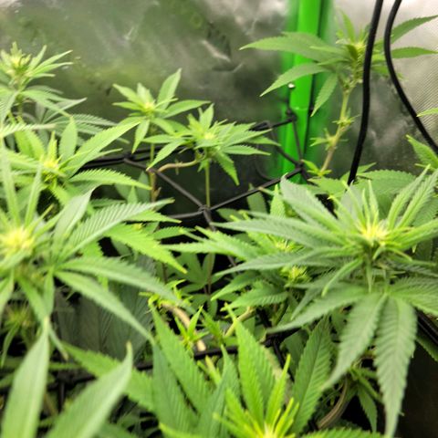 Platinum Cake growlog timeline photo