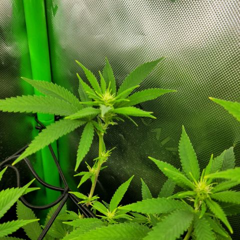 Platinum Cake growlog timeline photo