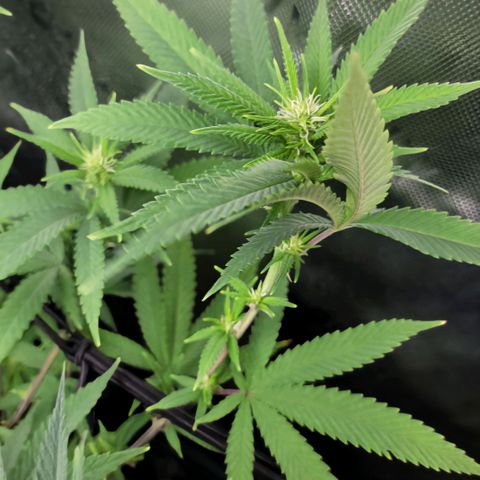 Platinum Cake growlog timeline photo