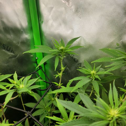 Northern Lights 1 and 2 growlog timeline photo