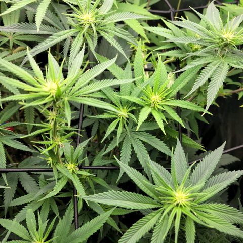 Northern Lights 1 and 2 growlog timeline photo