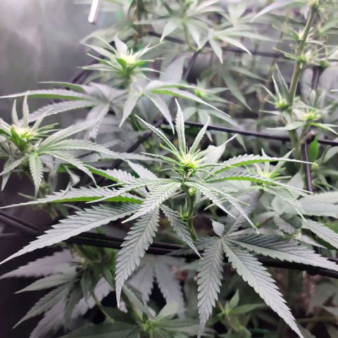 Northern Lights 1 and 2 growlog timeline photo