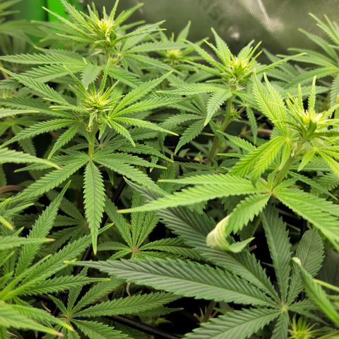 Northern Lights 1 and 2 growlog timeline photo