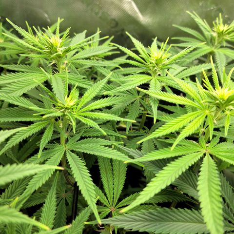 Northern Lights 1 and 2 growlog timeline photo