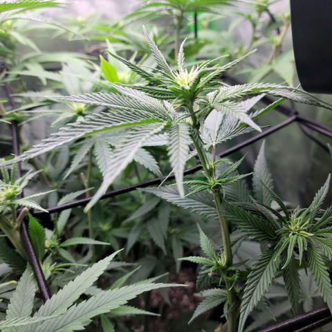 Northern Lights 1 and 2 growlog timeline photo