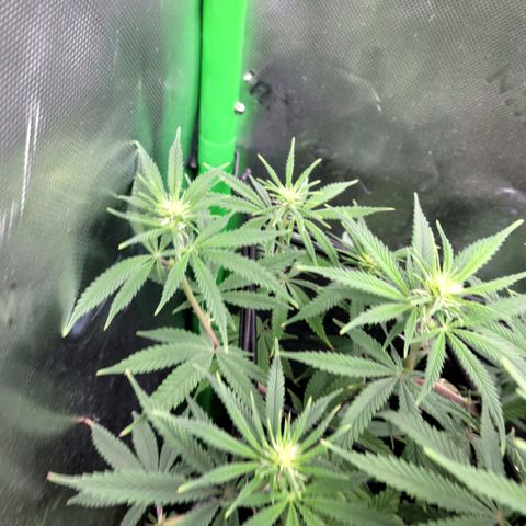 Northern Lights 1 and 2 growlog timeline photo