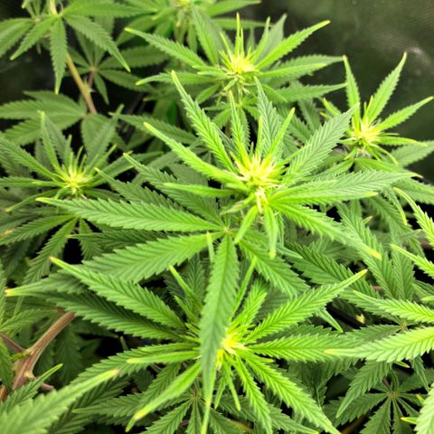 Northern Lights 1 and 2 growlog timeline photo