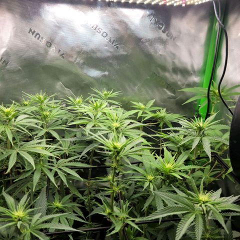 Northern Lights 1 and 2 growlog timeline photo