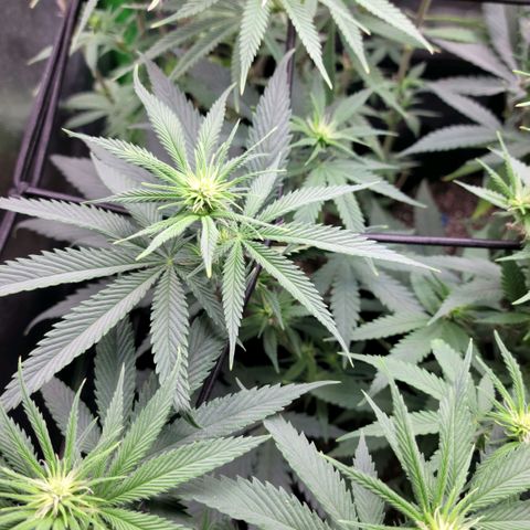 Northern Lights 1 and 2 growlog timeline photo