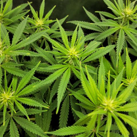 Platinum Cake growlog timeline photo