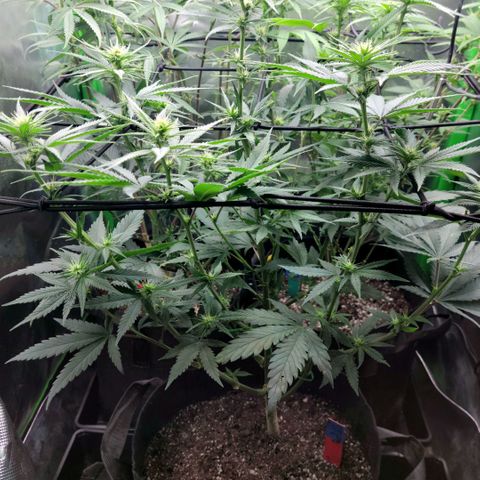 Northern Lights 1 and 2 growlog timeline photo