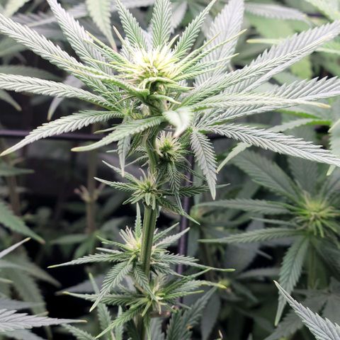 Northern Lights 1 and 2 growlog timeline photo