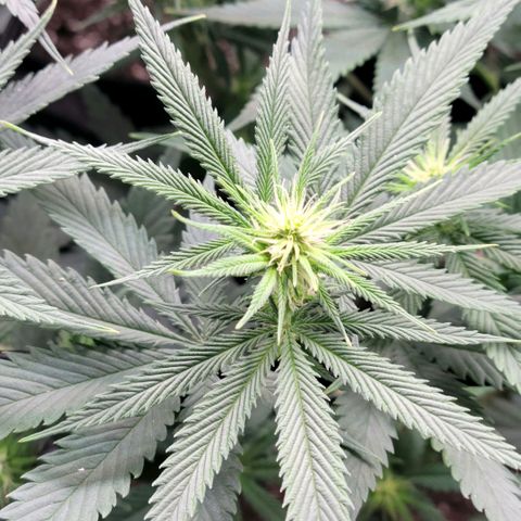 Northern Lights 1 and 2 growlog timeline photo