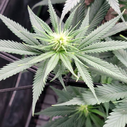 Northern Lights 1 and 2 growlog timeline photo
