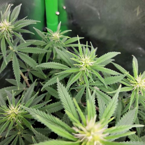 Northern Lights 1 and 2 growlog timeline photo