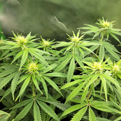 Northern Lights 1 and 2 growlog timeline photo