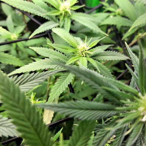 Platinum Cake growlog timeline photo