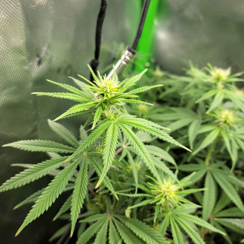 Platinum Cake growlog timeline photo