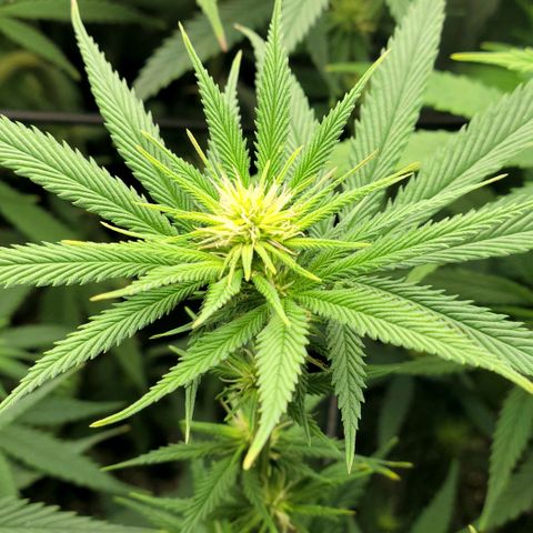 Northern Lights 1 and 2 growlog timeline photo