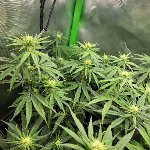 Northern Lights 1 and 2 growlog timeline photo