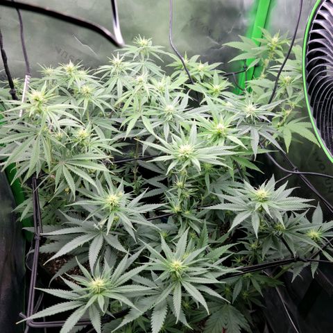 Northern Lights 1 and 2 growlog timeline photo