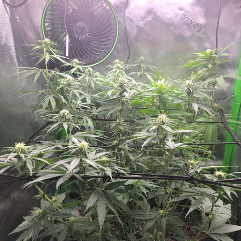 Platinum Cake growlog timeline photo