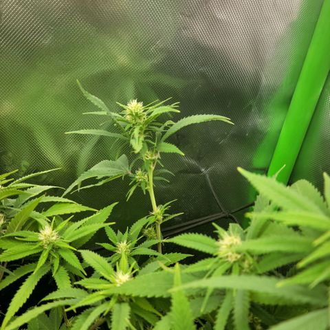 Platinum Cake growlog timeline photo