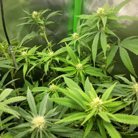 Platinum Cake growlog timeline photo