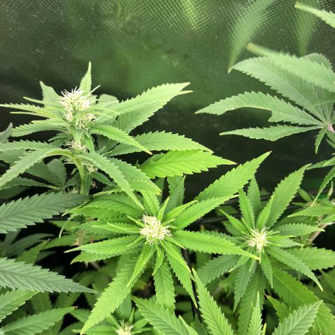 Platinum Cake growlog timeline photo