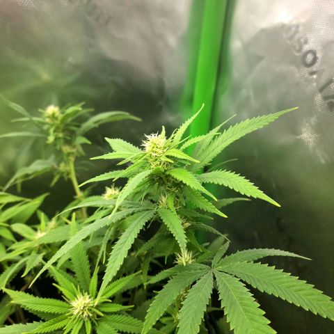 Platinum Cake growlog timeline photo