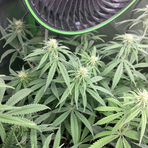 Northern Lights 1 and 2 growlog timeline photo