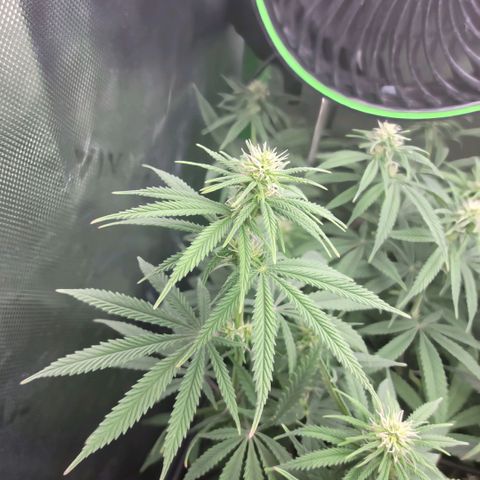 Northern Lights 1 and 2 growlog timeline photo
