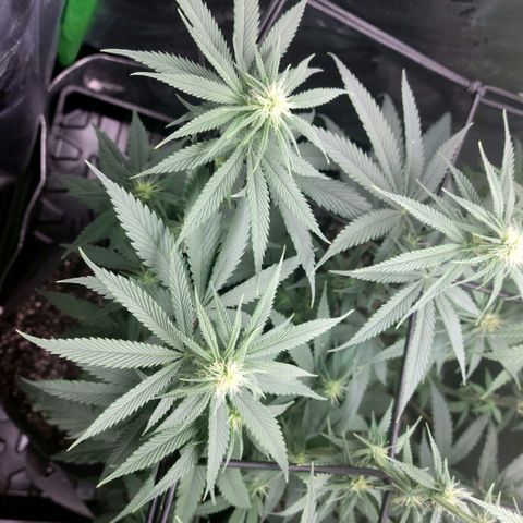 Northern Lights 1 and 2 growlog timeline photo