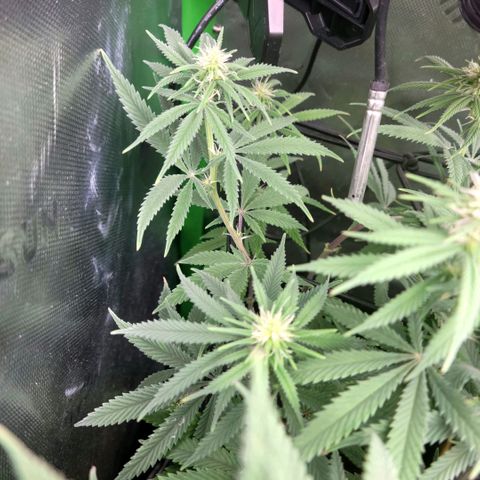 Northern Lights 1 and 2 growlog timeline photo