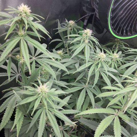 Northern Lights 1 and 2 growlog timeline photo