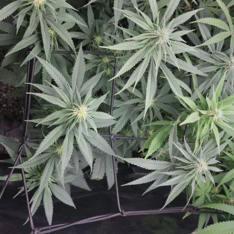 Northern Lights 1 and 2 growlog timeline photo