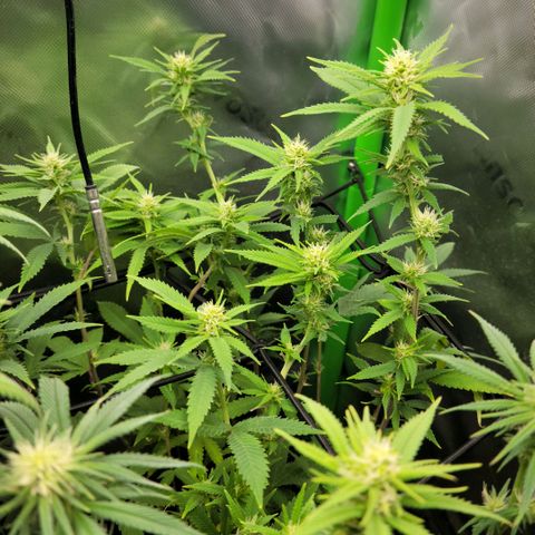 Platinum Cake growlog timeline photo